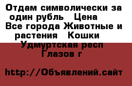 Отдам символически за один рубль › Цена ­ 1 - Все города Животные и растения » Кошки   . Удмуртская респ.,Глазов г.